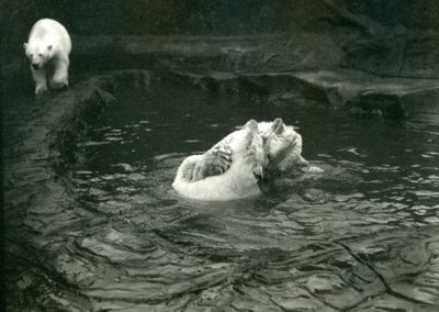 Two Polar Bears romp in their pool while another walks by, London Zoo, June 1922 by Frederick William Bond